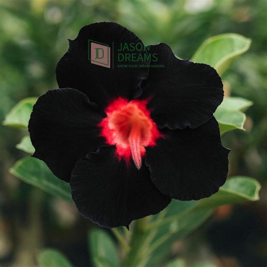 Rare Black Desert Rose Seeds – 10 Pcs Adenium Obesum Flower Seeds - Etsy