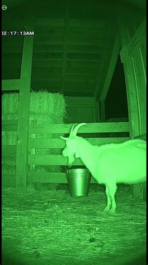 CCTV Footage Shows Alien Taking Livestock #caughtoncctvcamera #cctv #alien #horror #horrorshorts