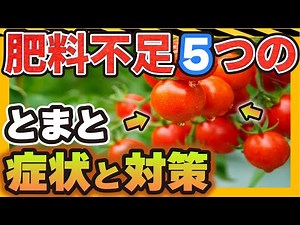 【トマト】肥料不足の５つの症状と対策【初心者向け】