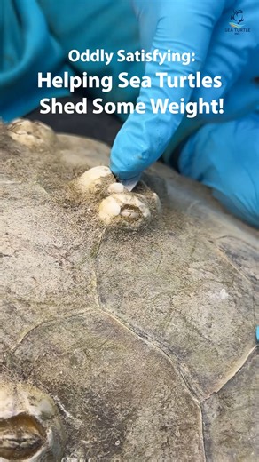 Sea Turtle, Inc. on Instagram: "Barnacle Be-Gone! Check out barnacle removal from our latest cold stun. It’s a bit gross, a lot satisfying, and totally ASMR-worthy! 🤭 P.S. Don’t forget to turn your sound on 🔊"