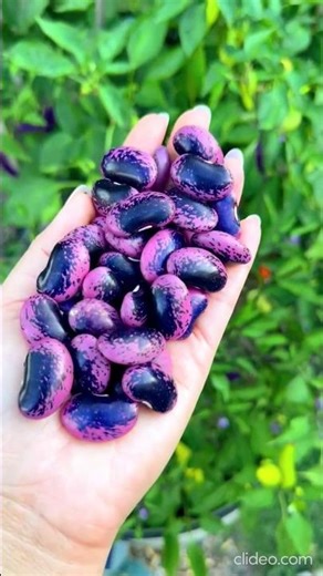 Most Unique Fruit & Vegetable | Scarlet Runner Beans | #shorts