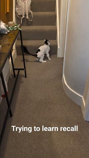 #cockapoopuppies #puppy #puppytraining any tips and hints are welcome still learning ourselves