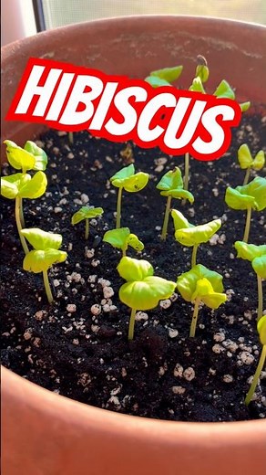 Growing Roselle 🌺 Hibiscus from seed | Sprouted Hibiscus seeds