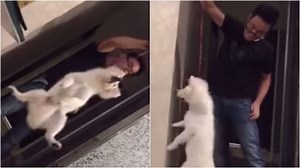 Dog Lovers Wanted: SPCA to put up abused Japanese Spitz in viral video for adoption | Coconuts