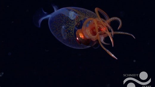 After 100 Years Of Searching, A Live Colossal Squid Has Been Filmed For First Time - – And It's A Baby!