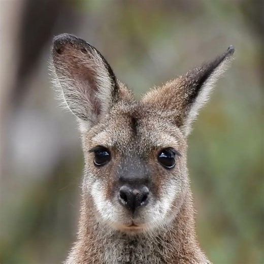 The Red-necked Wallaby’s 180° Super Ears! 👂🦘