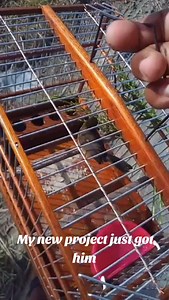 Towa Towa Bird Whistling in Guyana – Live Bird Sound