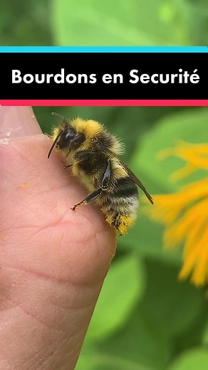 Comment manipuler un bourdon sans risque d'allergie