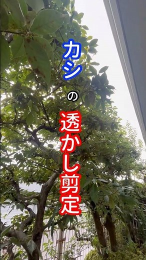 【凄いサッパリ】カシの透かし剪定の方法#庭師 #剪定