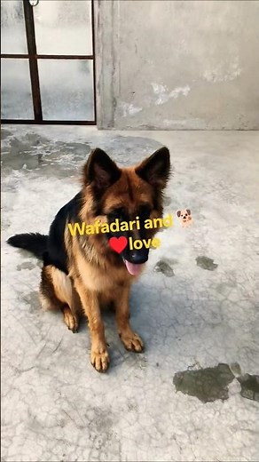 Why German Shepherds Are the Most Loyal Dogs ❤️🐕