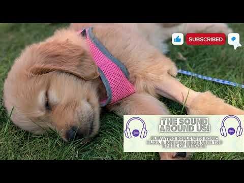 Calm Your Mind with Quiet Night Sounds