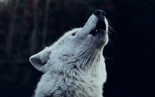 THE WOLF SONG - Nordic Lullaby - Vargsången