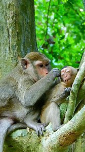 Piper mum take care her young daughter warmly on the tree, All adorable monkey looks really enjoy | Monkey Rainbow