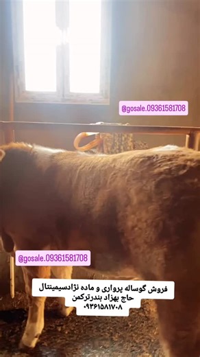 ‎فروش گوساله ۰۹۳۶۱۵۸۱۷۰۸📞‎ | ‎فروش گوساله پرواری و ماده نژادسیمینتال جهت خریددرانواع وزنها تماس حاصل فرمایید ارسال به سراسرکشور نژاداصل سیمینتال ازمابخواهیدفقط بصورت...‎ | Instagram