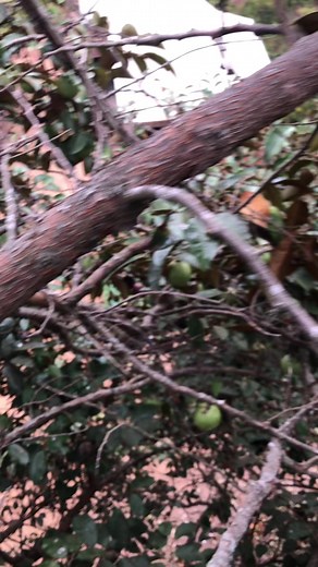 Video của Toai Cọp Kè (@toai.cp.k) với bản nhạc 原声 - 遗憾