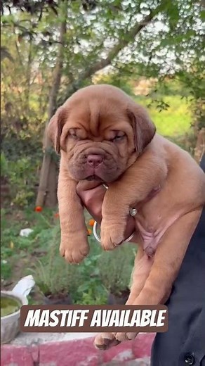 French Mastiff: The Giant Dog With a Gentle Heart 🐶❤️ | Dogue de Bordeaux
