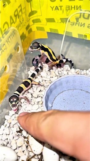 Newborn baby lizards chirp "chirp chirp" so cutely 🦎🥺 #leopardgecko #fattailgecko #bosat