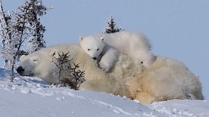 Baby Polar Bear Gets Comfortable Atop Sleepy Mama Bear In Adorable Video