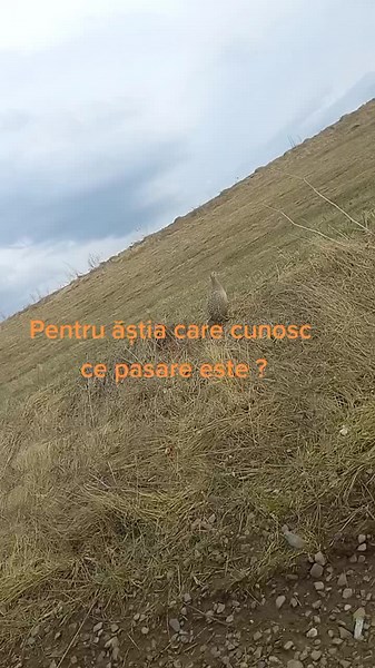 Identifying the Pheasant: A Natural Observation