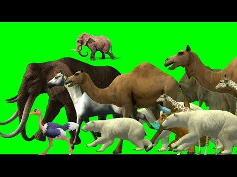 animals stampede green screen | animal stampede crossover jungle | green screen animals stampede