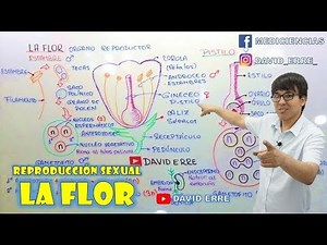 THE FLOWER - DOUBLE FERTILIZATION // DAVID ERRE