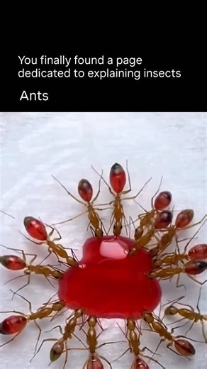 Explaining Insects 🦋 on Instagram: "Ants are social insects that live in highly organized colonies or nests. They belong to the family Formicidae and are closely related to bees and wasps. Here are a few key facts about them: • 🏠 Social structure: Ant colonies can range from a few dozen individuals to millions. Each colony typically has a queen (or several), workers, and sometimes soldiers, each with distinct roles. • 🍽️ Diet: Most ants are omnivorous—they eat sugars, pro