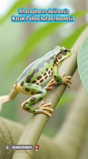 Katak Pohon Hijau Indonesia ( Rhacophorus dulitensis ) #shortvideo #shorts #hewanlucu #hewanunik