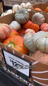 17K views · 93 reactions | Fall into pumpkin season!  Come pick your favorite-colored pumpkin and let us know in the comments what you'll be painting or carving this year!  #Sprouts #SproutsFarmersMarket #Pumpkin #Fall #Halloween | Sprouts Farmers Market | Facebook