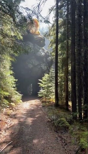 German folklore: the Slumbering Crag only blooms for those who walk the woods in peace.