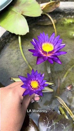 Tanaman teratai biru untuk obat