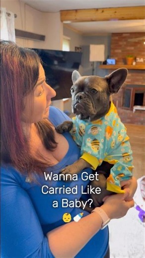 Frenchie is OBSESSED With Being Carried! 👶🍼