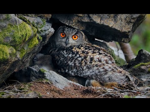 Eurasian Eagle Owl Nesting under a Rock ~ Bubo bubo