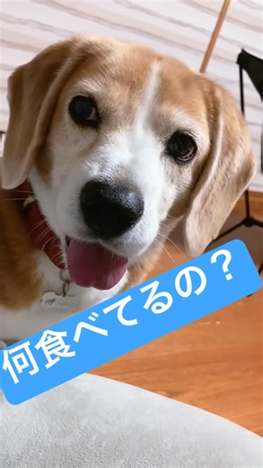 なに食べてるの？ってグイグイ来るビーグル犬さくらちゃん🍦🌸#食いしん坊犬 #いぬのいる生活 #可愛い #beagle #ビーグル犬さくら