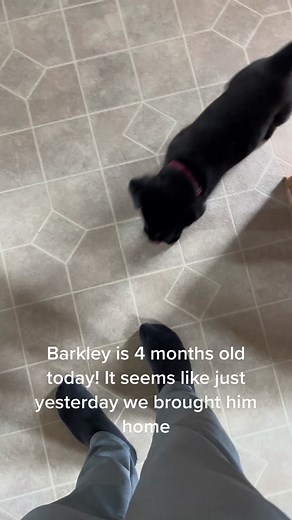 #fyp #blacklabrador #DoritosTriangleTryout #puppy