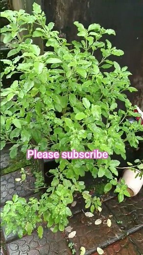 Beautiful Tulasi Plant Garden 🌿 | Holy Basil Nature & Spiritual Vibes #tulsi