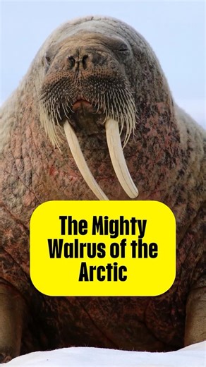 "The Mighty Walrus of the Arctic" #Walrus #shorts