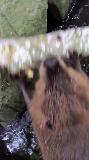 Filbert got a big one #beaver