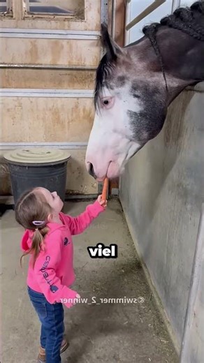 Der kleine Boss der Pferde 😱🐴
