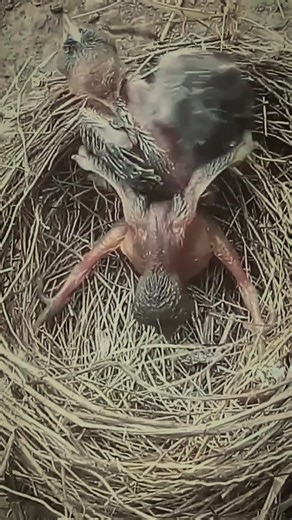 The cuckoo bird | Review All Birds