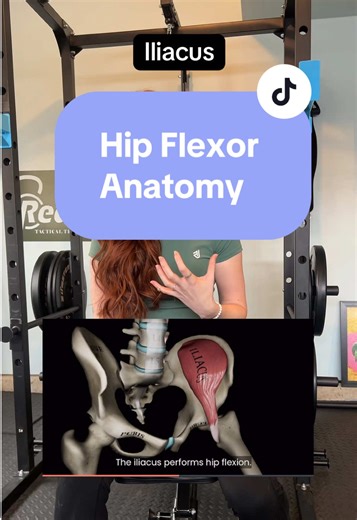 Hip Flexor anatomy lesson #learnontikok #stemtok #hipflexors #anatomy