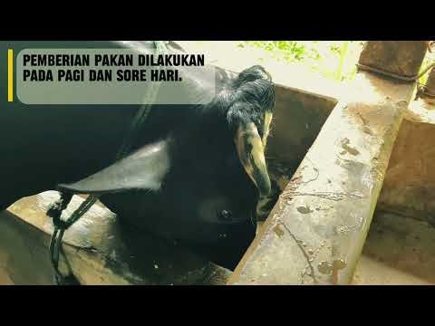 Praktikum Peternakan Sapi Perah: Proses Pemerahan Susu yang Benar