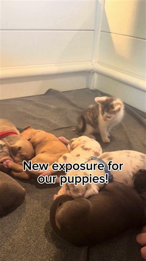 New exposure for puppies!