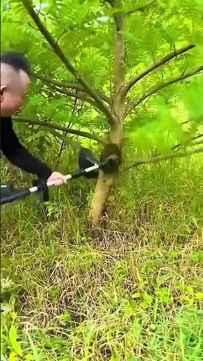 Easy pruning process of tree branches with long-handled saws