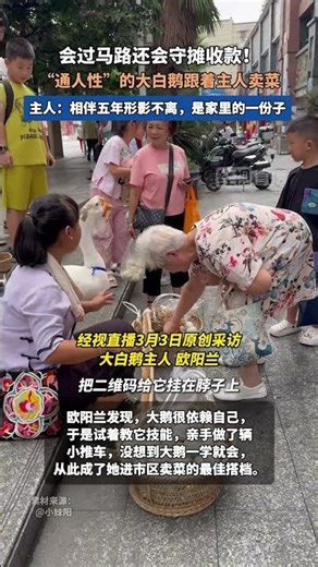 A remarkably intelligent white goose can cross the street and even guard the stall to collect pay...