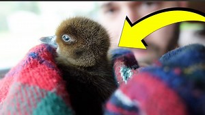 We found this little duckling all by himself and kept an eye on him for a while but no mama duck came to find it. With a huge storm rolling in we knew we couldn't just leave it there on its own, so off to the bird sanctuary we went! | Charles and Allie