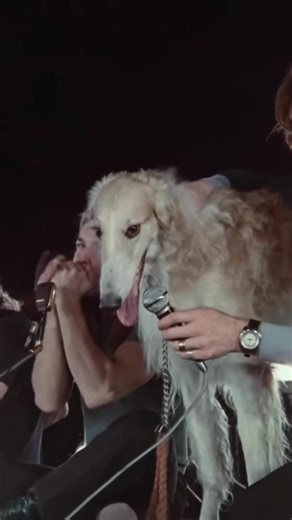 Pink Floyd - Mademoiselle Nobs (Live at Pompeii, 1972) #PinkFloyd #DavidGilmour #RogerWaters #RichardWright #NickMason #MademoiselleNobs #Pompeii #70s #ProgressiveRock 🎸🤘