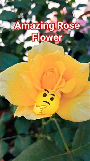 Beautiful Rose Flowers 🌹💕🪴 #gardening #rose #trending #garden #terracegardenindia