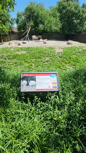Beautiful Addax At The StLouis Zoo | Queersee