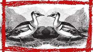 Smew Duck (Mergellus Albellus) Video Smew Duck Sound Smew Duck Call