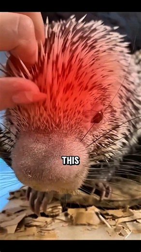 porcupines animals. #animal